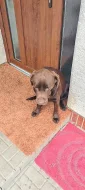 šteňatá čoko Labrador