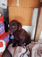 šteňatá čoko Labrador