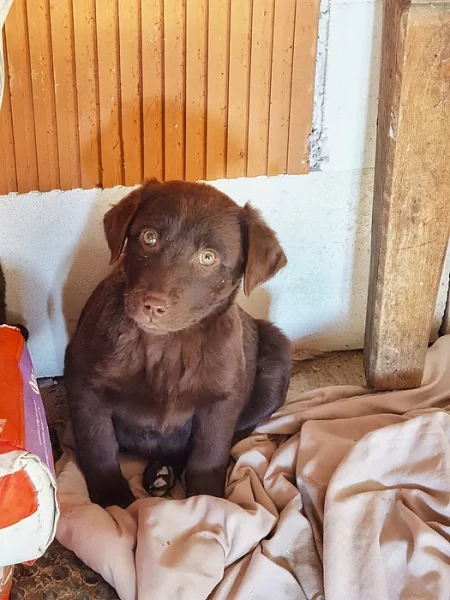 šteňatá čoko Labrador