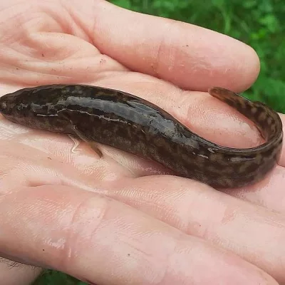 Rychlený mník a candát