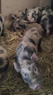 Prodám gottingenská prasátka