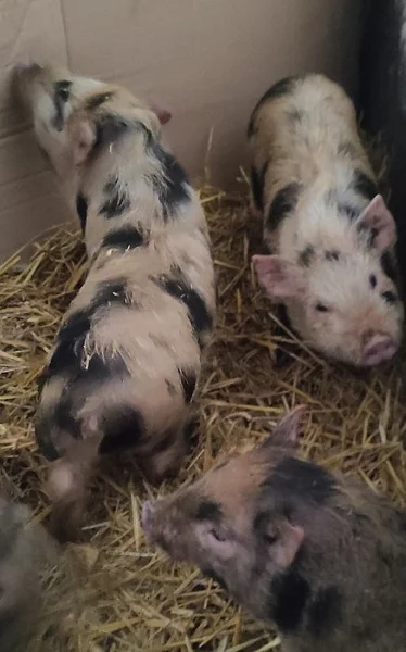 Prodám gottingenská prasátka