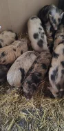 Prodám gottingenská prasátka