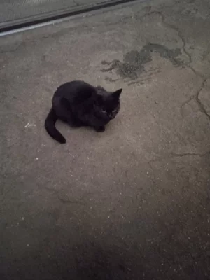 Záchrana kocourka a maminky