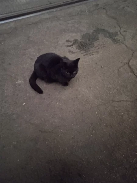 Záchrana kocourka a maminky