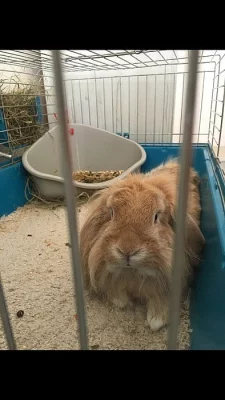 Daruji zakrslého králíka