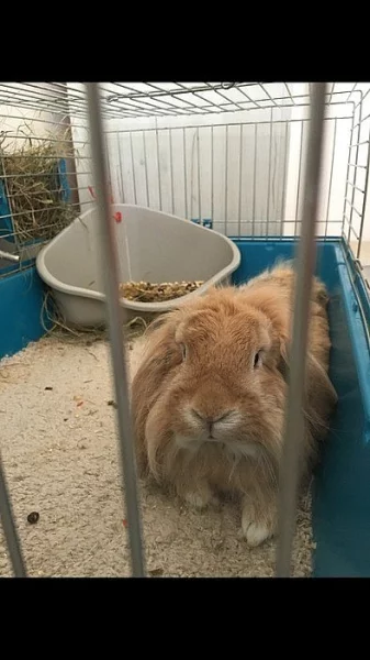 Daruji zakrslého králíka