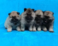 Německý špic vlčí / Keeshond prodám štěňata s PP