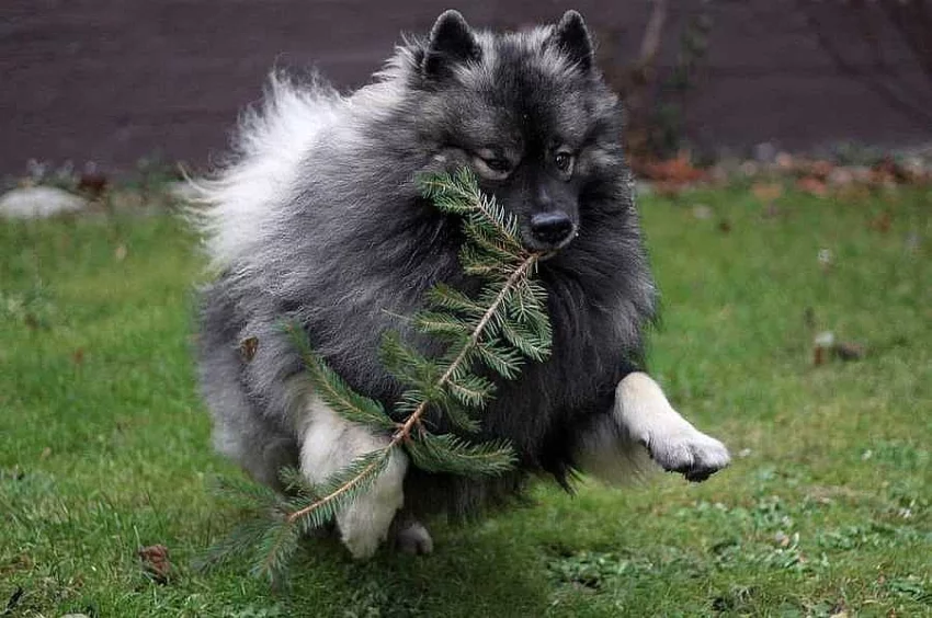 Německý špic vlčí / Keeshond prodám štěňata s PP