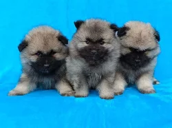 Německý špic vlčí / Keeshond prodám štěňata s PP