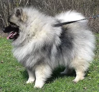 Německý špic vlčí / Keeshond prodám štěňata s PP
