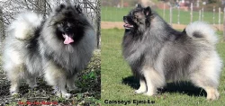 Německý špic vlčí / Keeshond prodám štěňata s PP