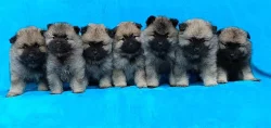 Německý špic vlčí / Keeshond prodám štěňata s PP