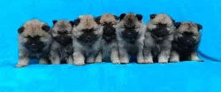 Německý špic vlčí / Keeshond prodám štěňata s PP