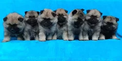 Německý špic vlčí / Keeshond prodám štěňata s PP