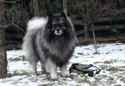 Německý špic vlčí / Keeshond prodám štěňata s PP