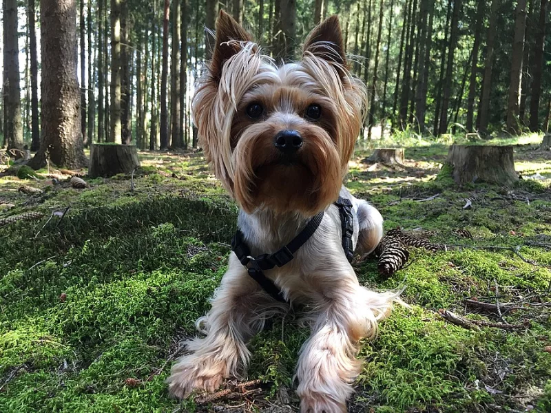 Jorkšírský teriér, Biewer yorkšírský teriér krytí,připuštění