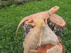 Agama vousatá Citrus/Red