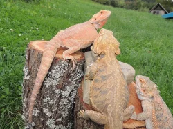 Agama vousatá Citrus/Red