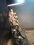 Agama vousatá Citrus/Red