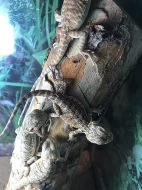 Agama vousatá Citrus/Red