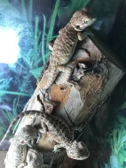 Agama vousatá Citrus/Red