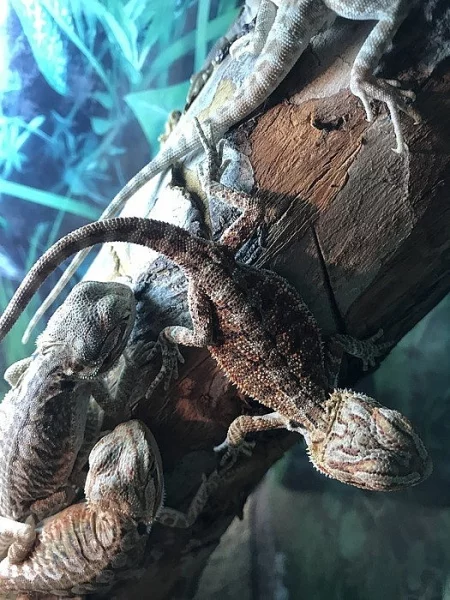 Agama vousatá Citrus/Red