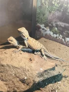 Agama vousatá Citrus/Red