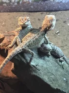 Agama vousatá Citrus/Red