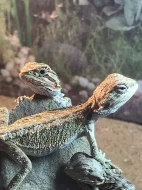 Agama vousatá Citrus/Red