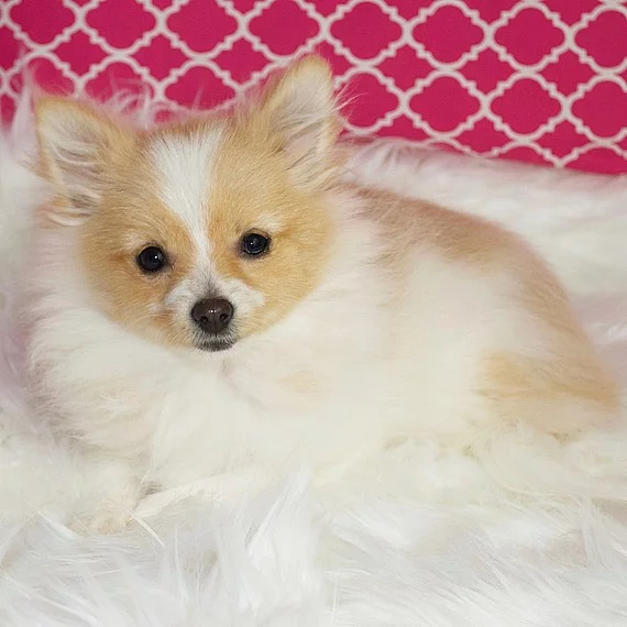 Pomeranian Štěňata pouze k adopci do dobrých domovů