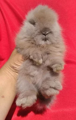 Čistokrevná Teddy miminka s VP - váha v dospěl. max.900 g