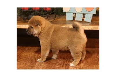 Fenka a štěně Shiba Inu