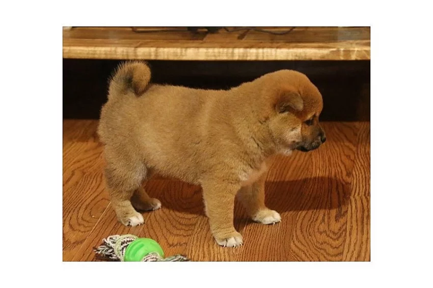 Fenka a štěně Shiba Inu