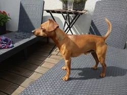 Trpasličí pinč - nabídka ke krytí