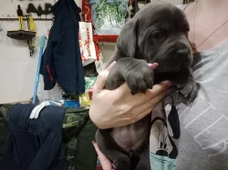 Cane Corso