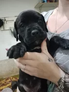 Cane Corso