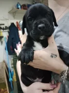 Cane Corso