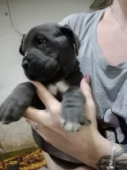 Cane Corso