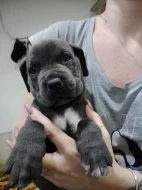 Cane Corso