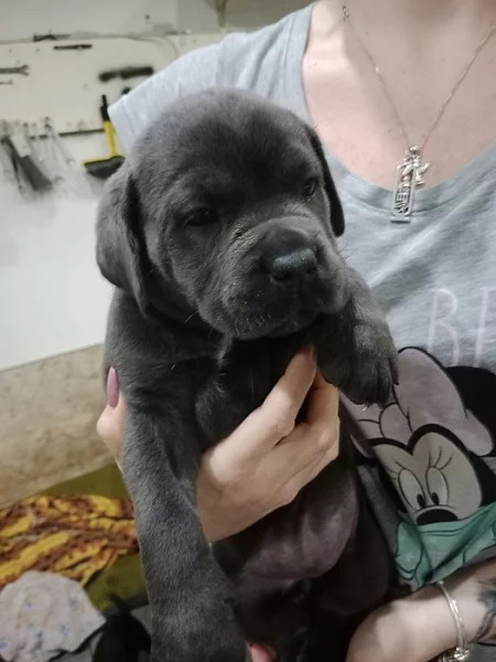 Cane Corso