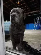 Cane Corso