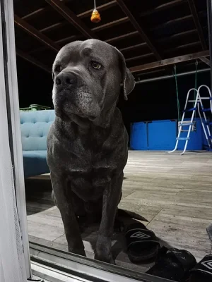 Cane Corso