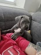 Cane Corso