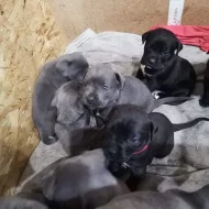 Cane Corso