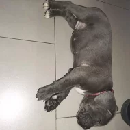 Cane Corso