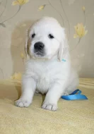 Zlatý retriever
