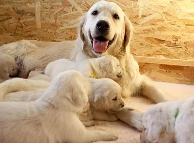 Zlatý retriever