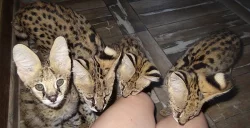 koťata savannah, serval a caracal