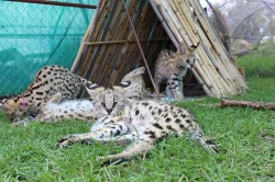 koťata savannah, serval a caracal
